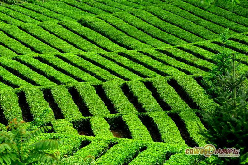 四大茗園 四大茗園