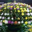 嫁接菊