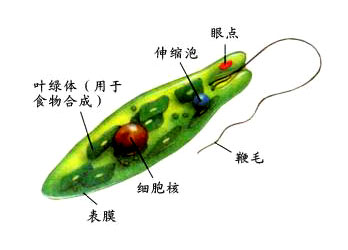 綠眼蟲模式圖