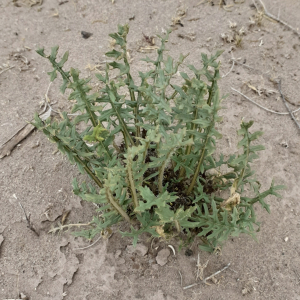Jaborosa leucotricha