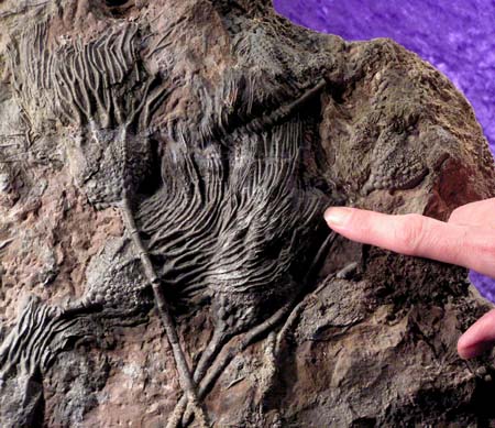 海百合化石圖
