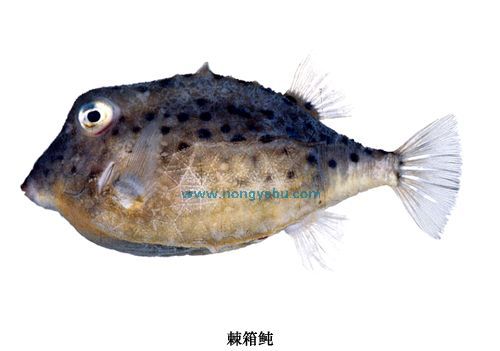 尾棘魨 尾棘魨