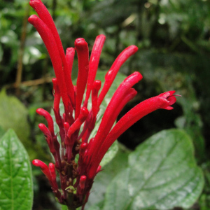 Odontonema barlerioides