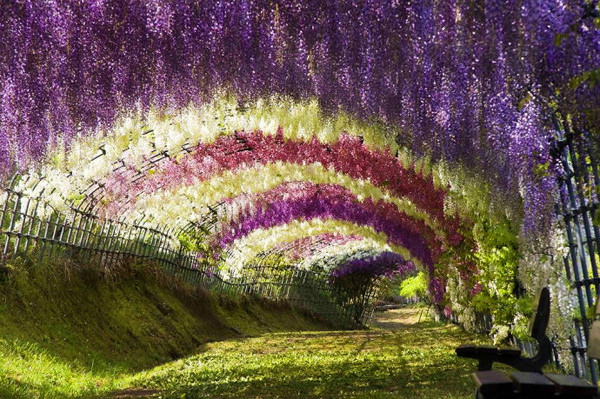 紫藤隧道
