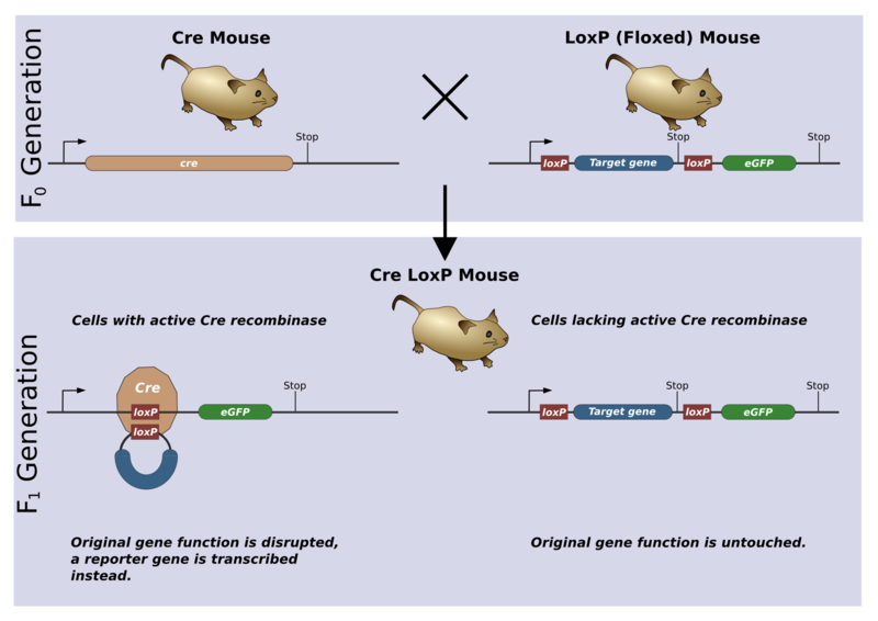 Cre-LoxP重組酶系統