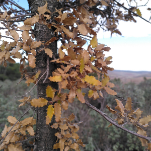 Quercus faginea