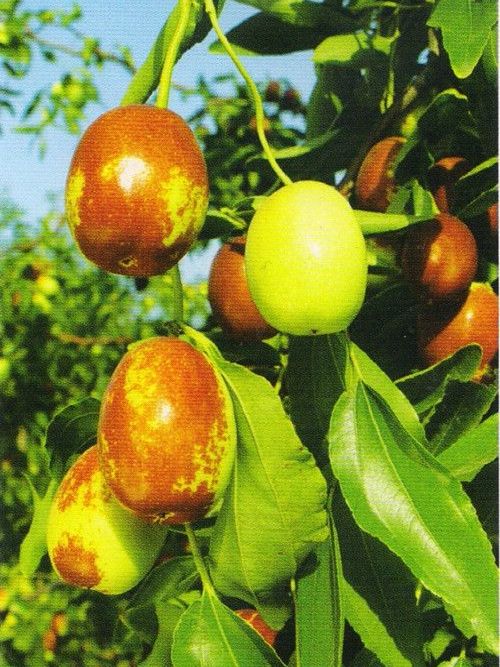 大荔龍棗 大荔龍棗