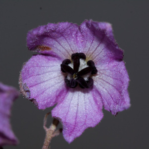 Guichenotia angustifolia