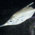 長吻魚 長吻魚