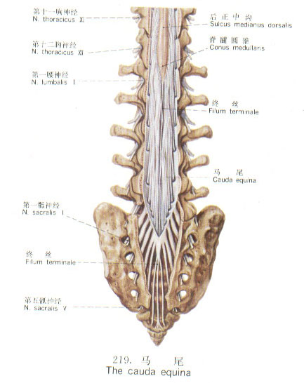 馬尾神經