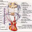 節前纖維 節前纖維