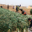 荊村(山西省運城市萬榮縣萬泉鄉下轄村) 荊村(山西省運城市萬榮縣萬泉鄉下轄村)
