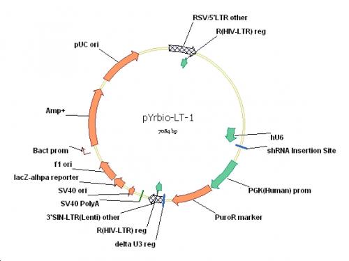 shRNA真核表達載體pYrbio-LT-1質粒圖譜