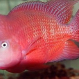 馬騮魔魚 馬騮魔魚