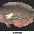 青斑阿南魚 青斑阿南魚