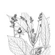 小花斑籽 小花斑籽