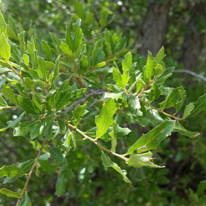 Quercus vaseyana