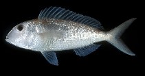 橫斑金線魚