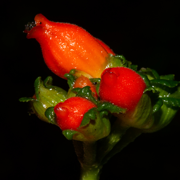 Gasteranthus corallinus