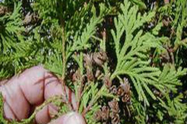 Thuja occidentalis \x27Woodwardii\x27 Thuja occidentalis \x27Woodwardii\x27