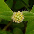 銀花莧 銀花莧
