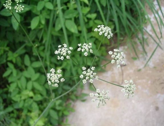 防風花 防風花