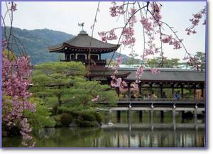 平安神宮神苑植滿櫻花