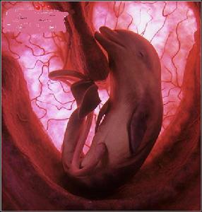 海豚胚胎