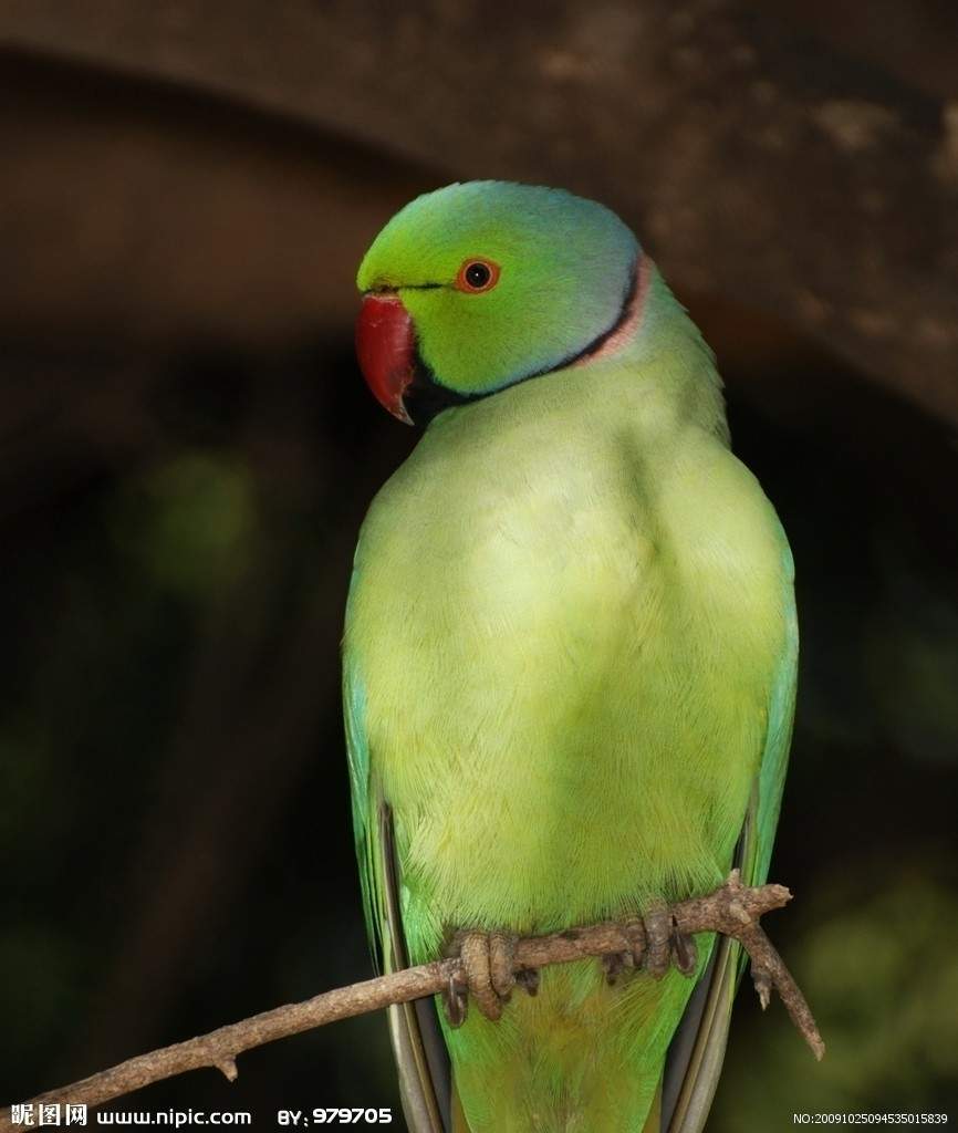 綠鸚鵡