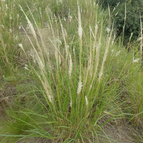 Pappophorum pappiferum