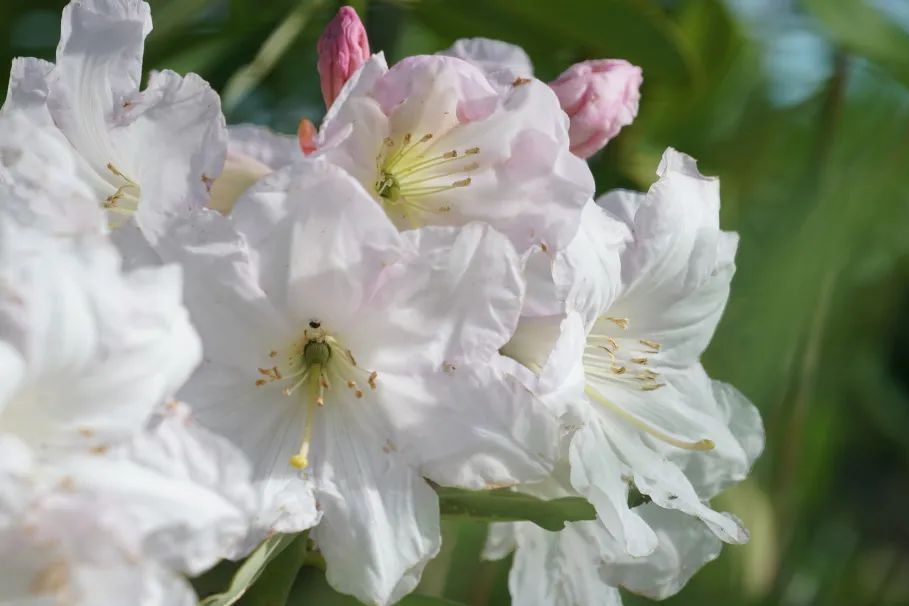 YN白花-009 YN白花-009