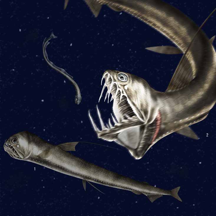 蝰魚