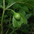 三分三(管狀花目茄科植物)