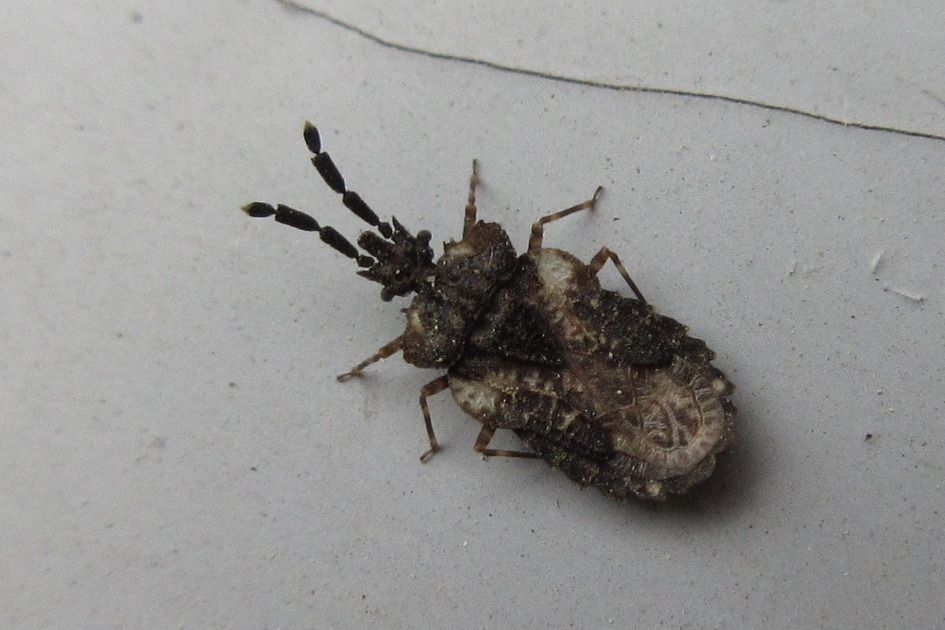 刺扁蝽