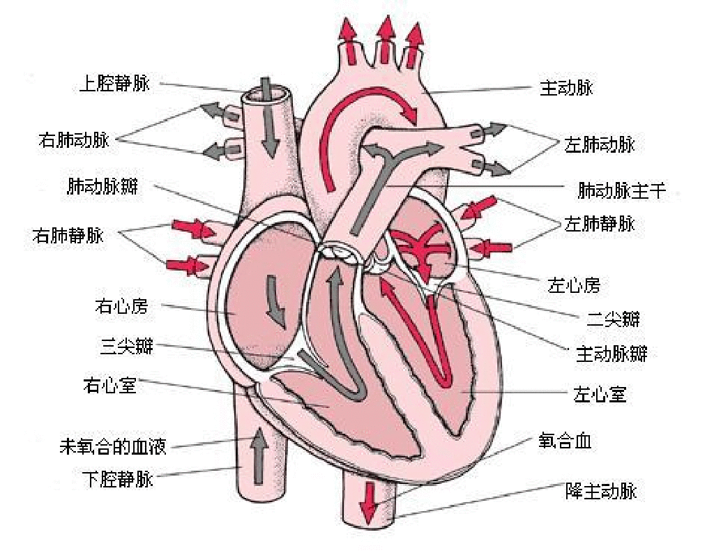 肺循環(小循環（醫學術語）)