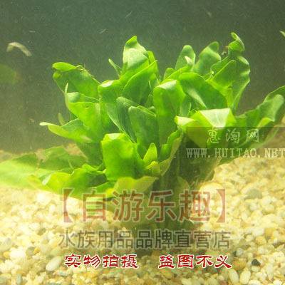 斯必蘭 斯必蘭