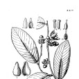 木瓣瓜馥木 木瓣瓜馥木