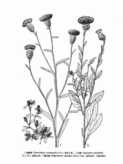薄鱗菊屬 薄鱗菊屬