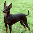 捕鼠梗犬 捕鼠梗犬