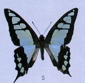 五紋綠鳳蝶