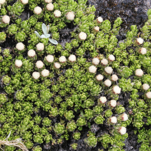 Baccharis alpina