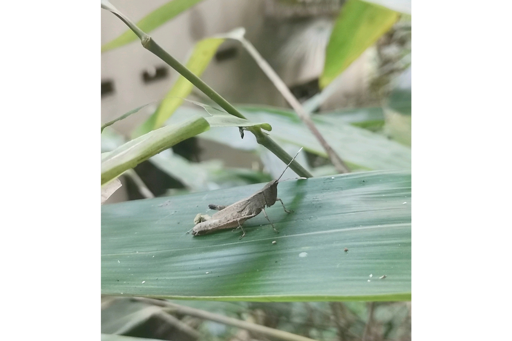 裸蝗亞科 裸蝗亞科
