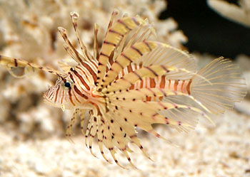 環紋蓑鮋 Pterois lunulata