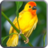 鳥叫的聲音 鳥叫的聲音
