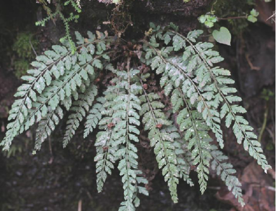 冷蕨(冷蕨科冷蕨屬植物) 冷蕨(冷蕨科冷蕨屬植物)