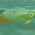 美麗鞏魚 美麗鞏魚