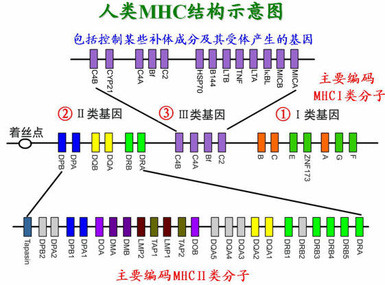 主要組織相容性複合體(MHC)