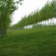 留村(河南省三門峽市靈寶市尹莊鎮留村) 留村(河南省三門峽市靈寶市尹莊鎮留村)
