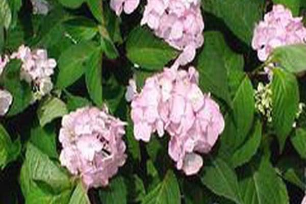 Hydrangea \x27Preziosa\x27 Hydrangea \x27Preziosa\x27