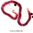 班氏絲蟲